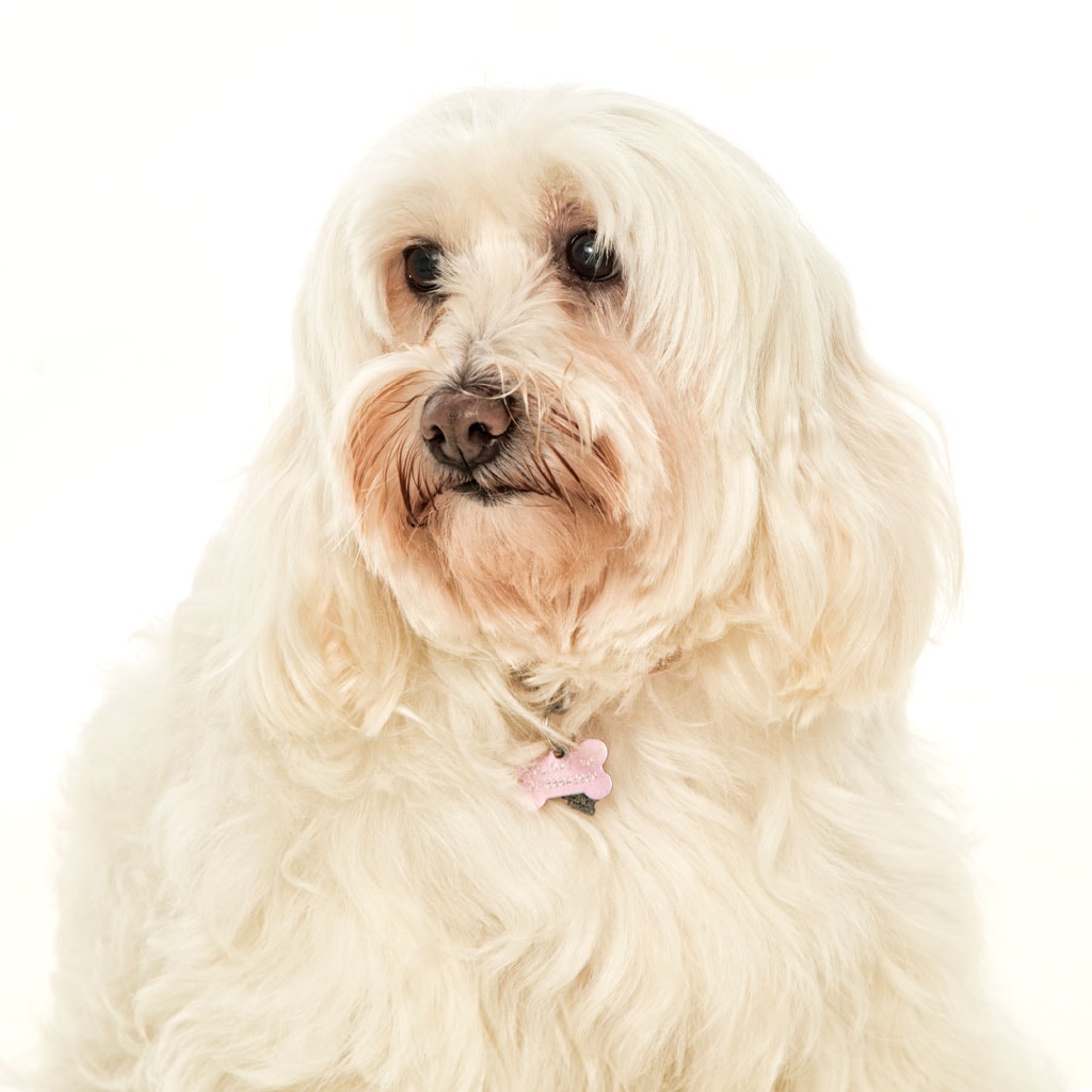 Havanese Dog Photography Leicester