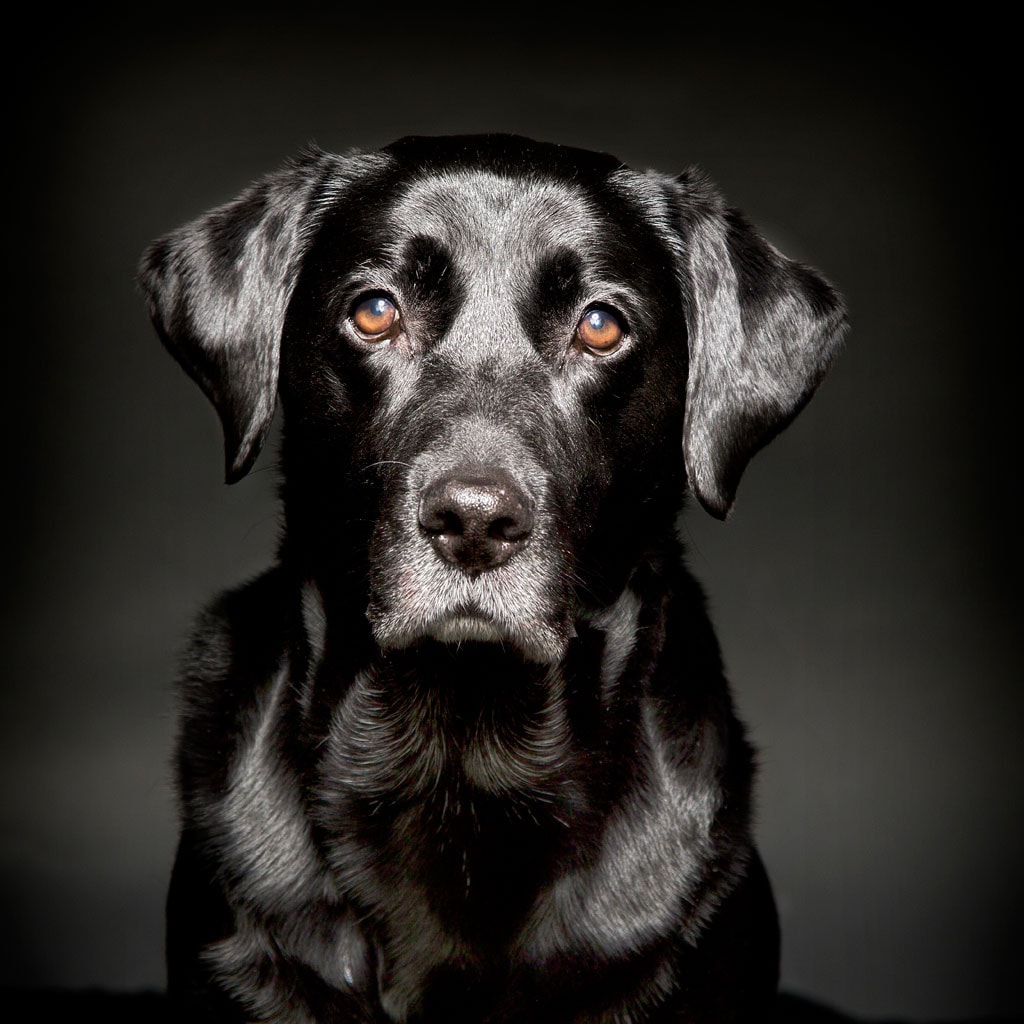 Labrador Retriever Portrait Leicester