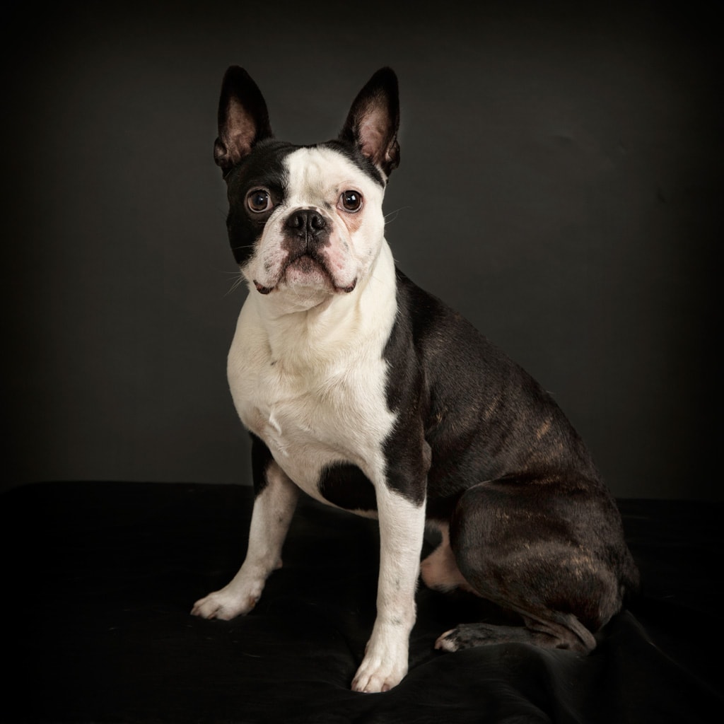 Boston Terrier dog Photography Leicester