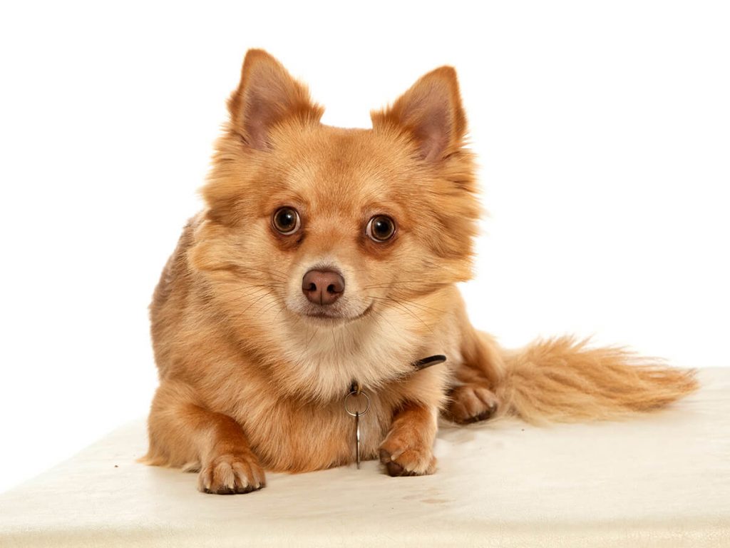 Kash Pomeranian dog portraits Leicester