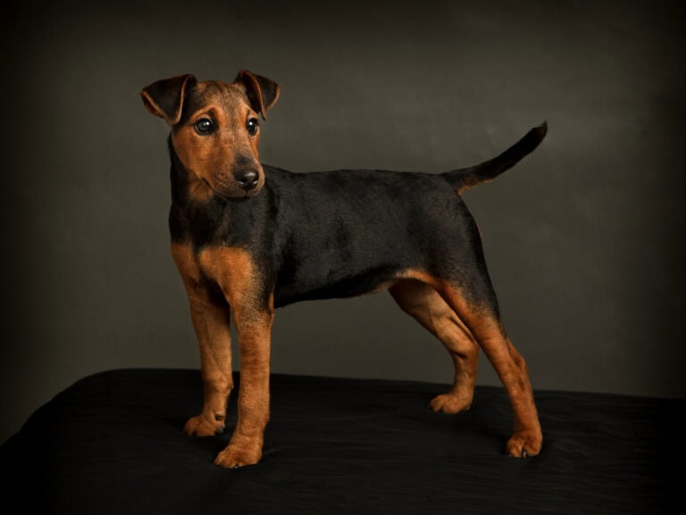 Dog Photographer Rugby photographing a dog on a black background