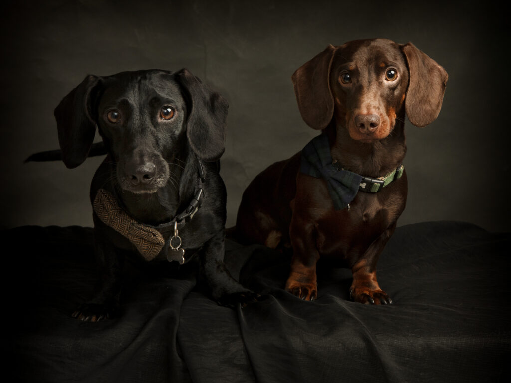 Two dog photographed on a black background dramatic studio lighting Lutterworth