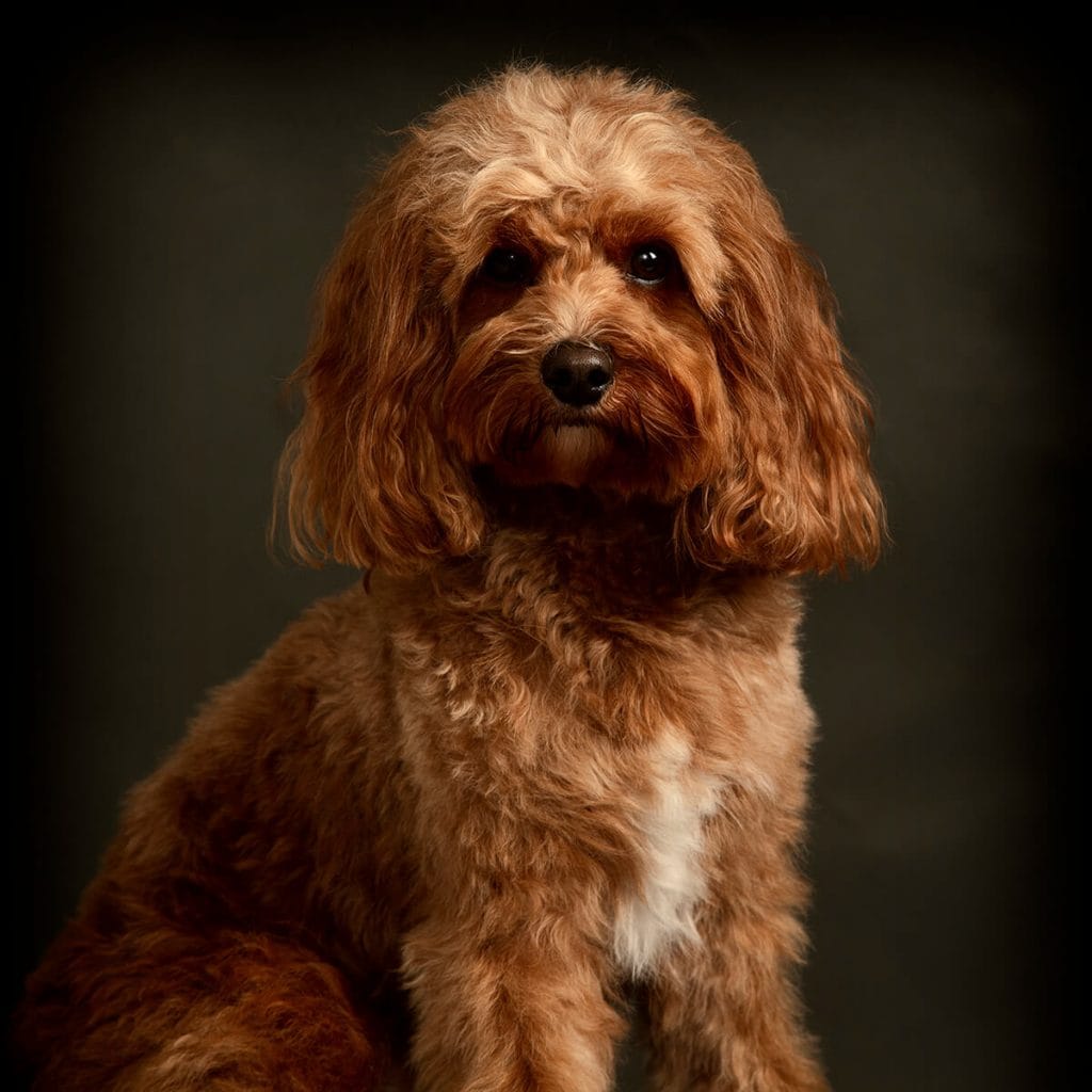 Cavapoo photography Leicester