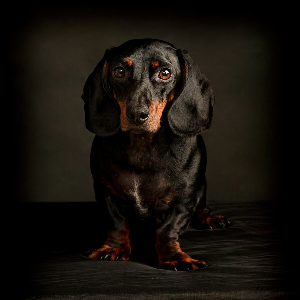 Sausage Dog Photography Leicester