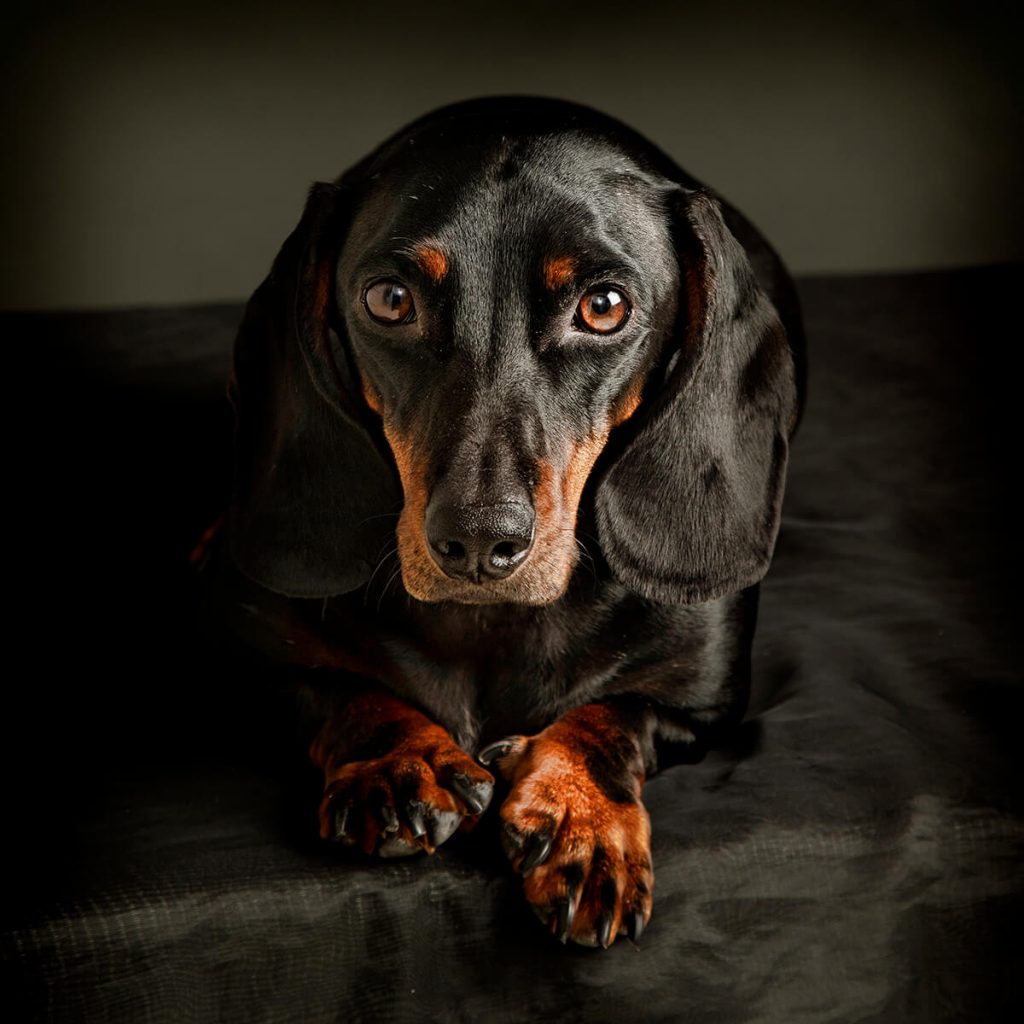 Sausage dog photography Leicester