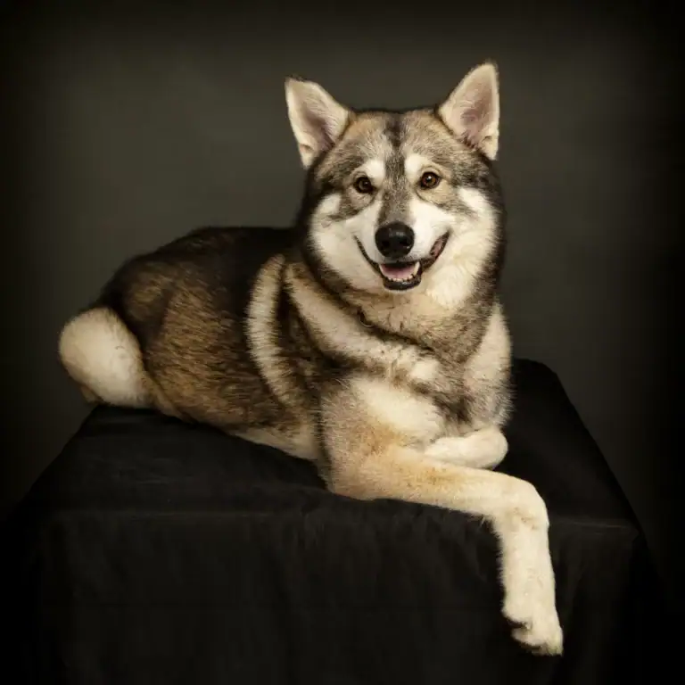 Dog Photography Solihull