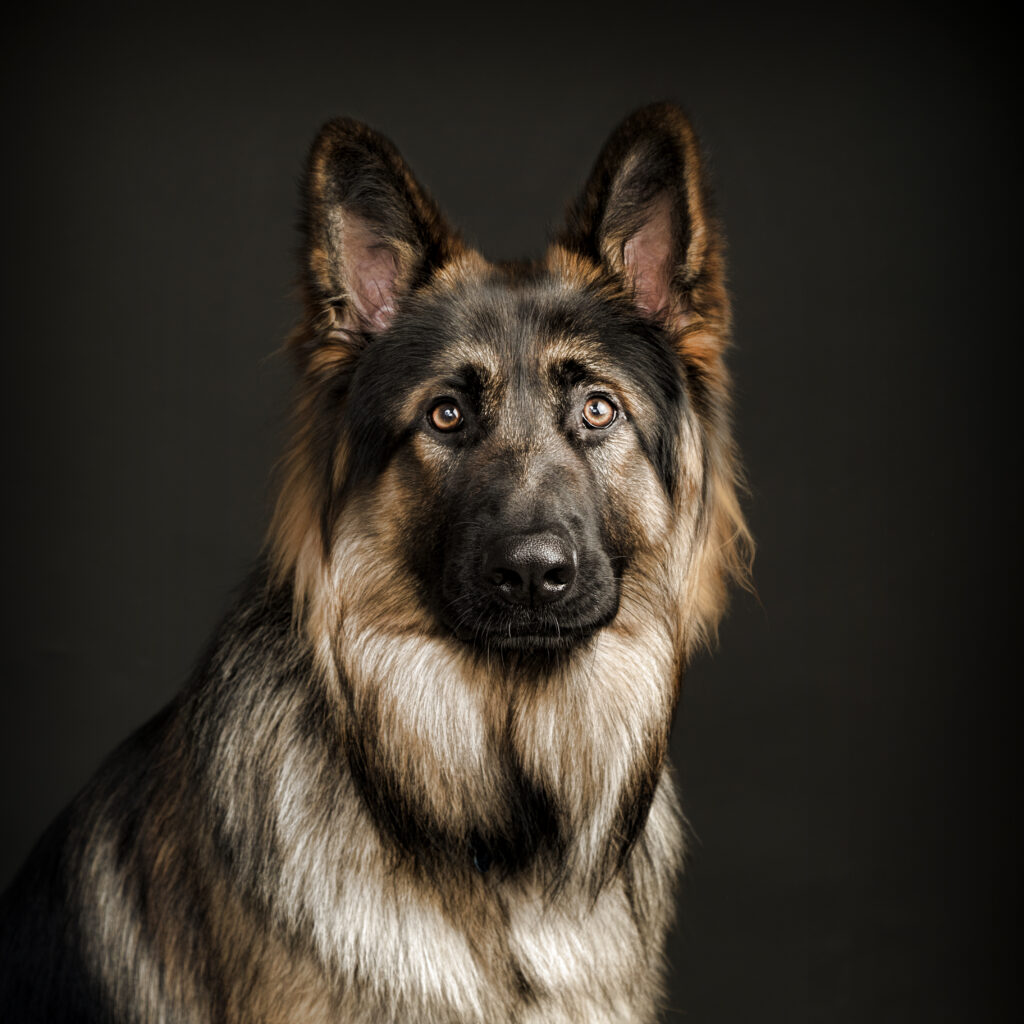 German Sheperd Dog Portrait on Black Background Lutterworth Studio