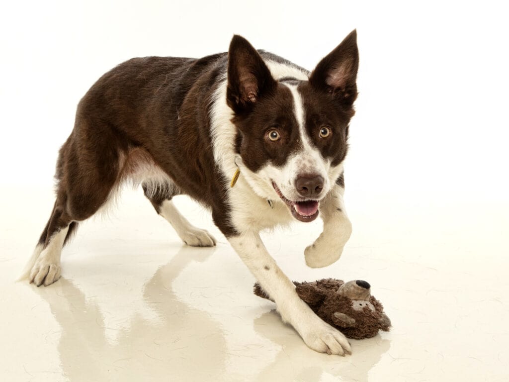 Dog photographer Hinckley action pose boarder collie dog