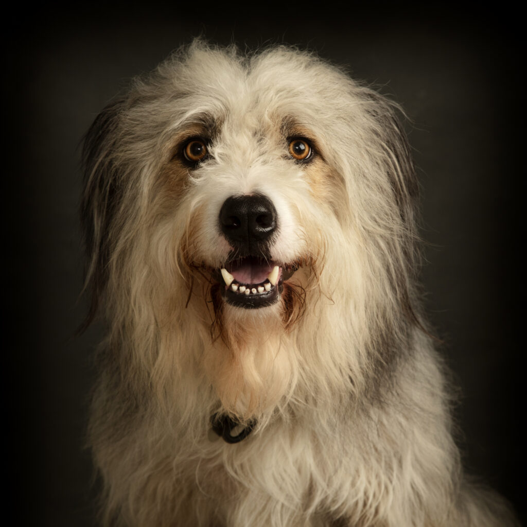 Portrait of Old English Sheep Dog Lutterworth Studio