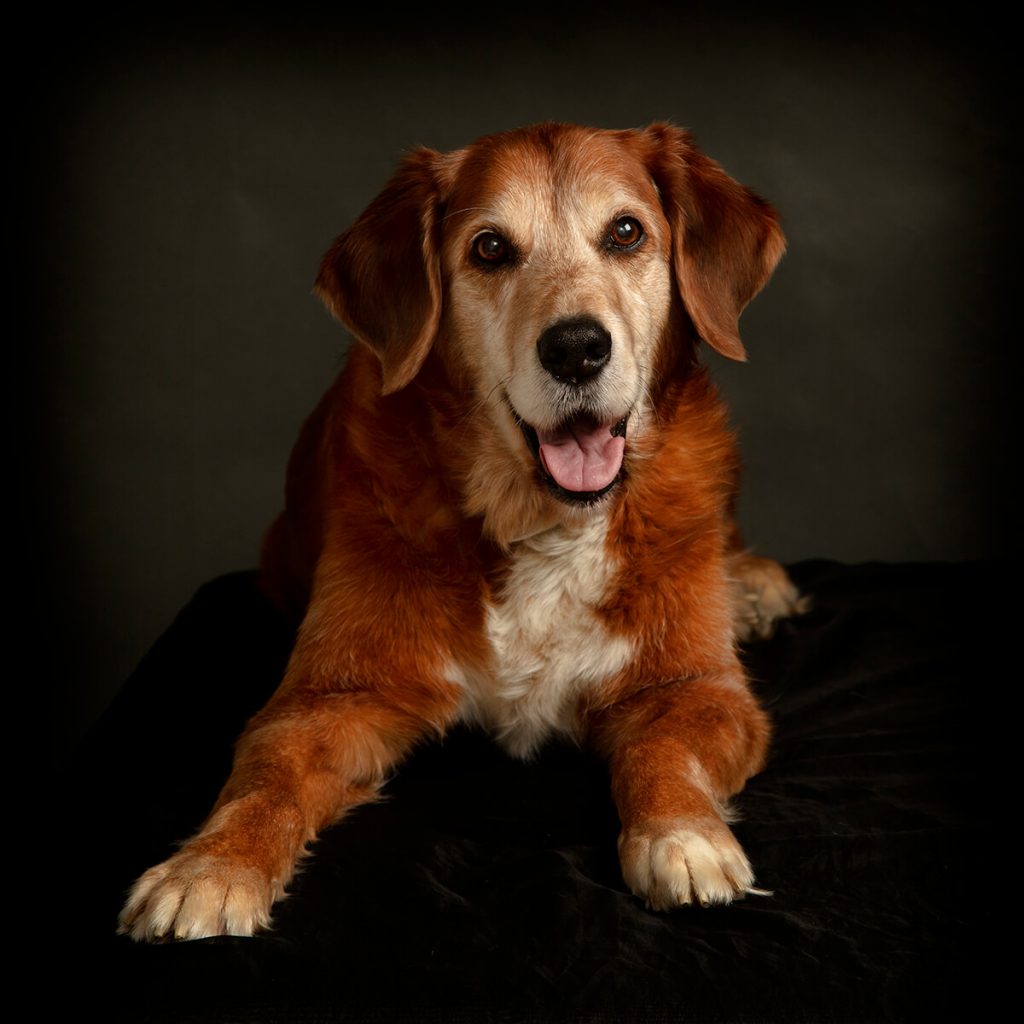 Dog photography studio Leicester
