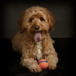 Dog Photographer Daventry