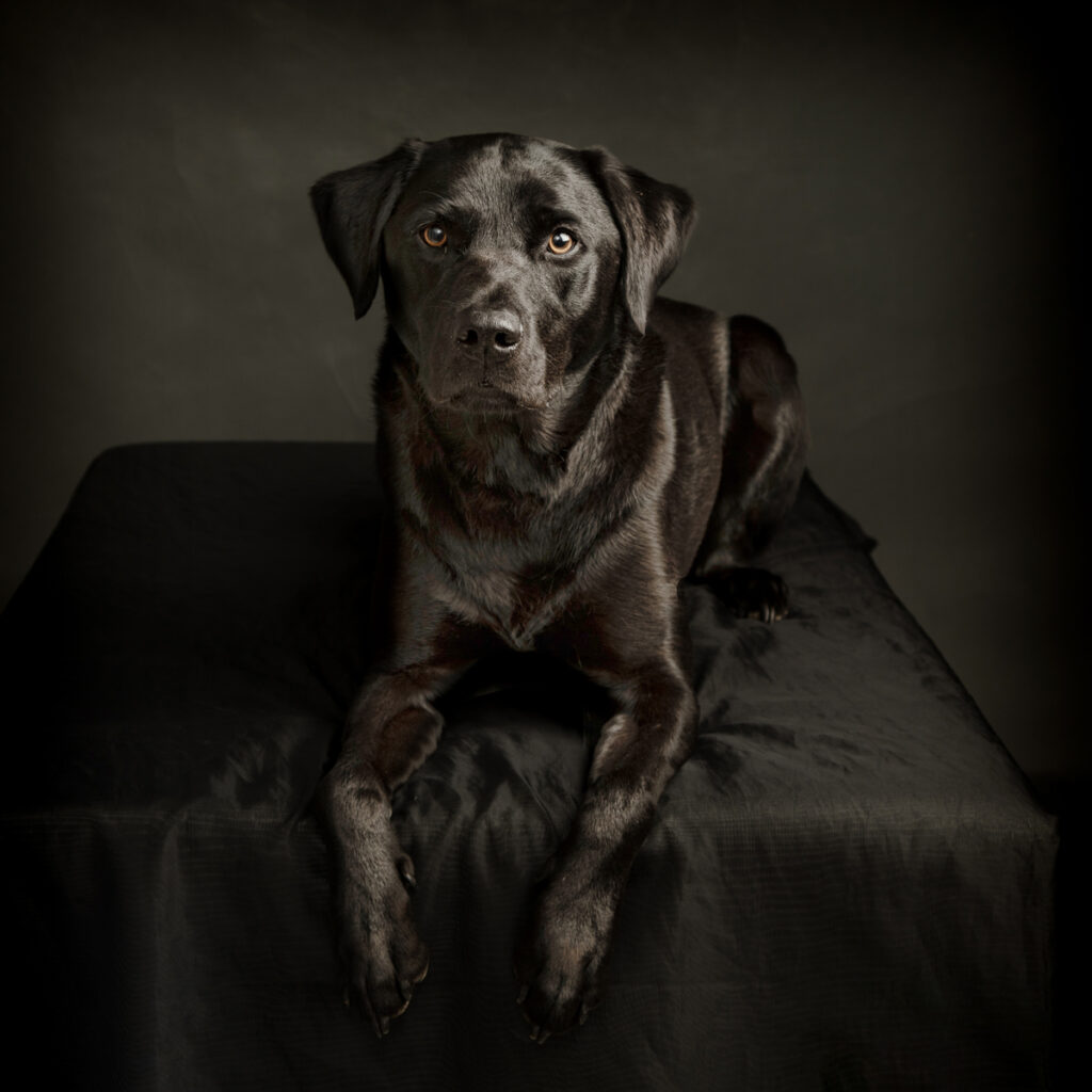 Black labrador portrait photography Leicester