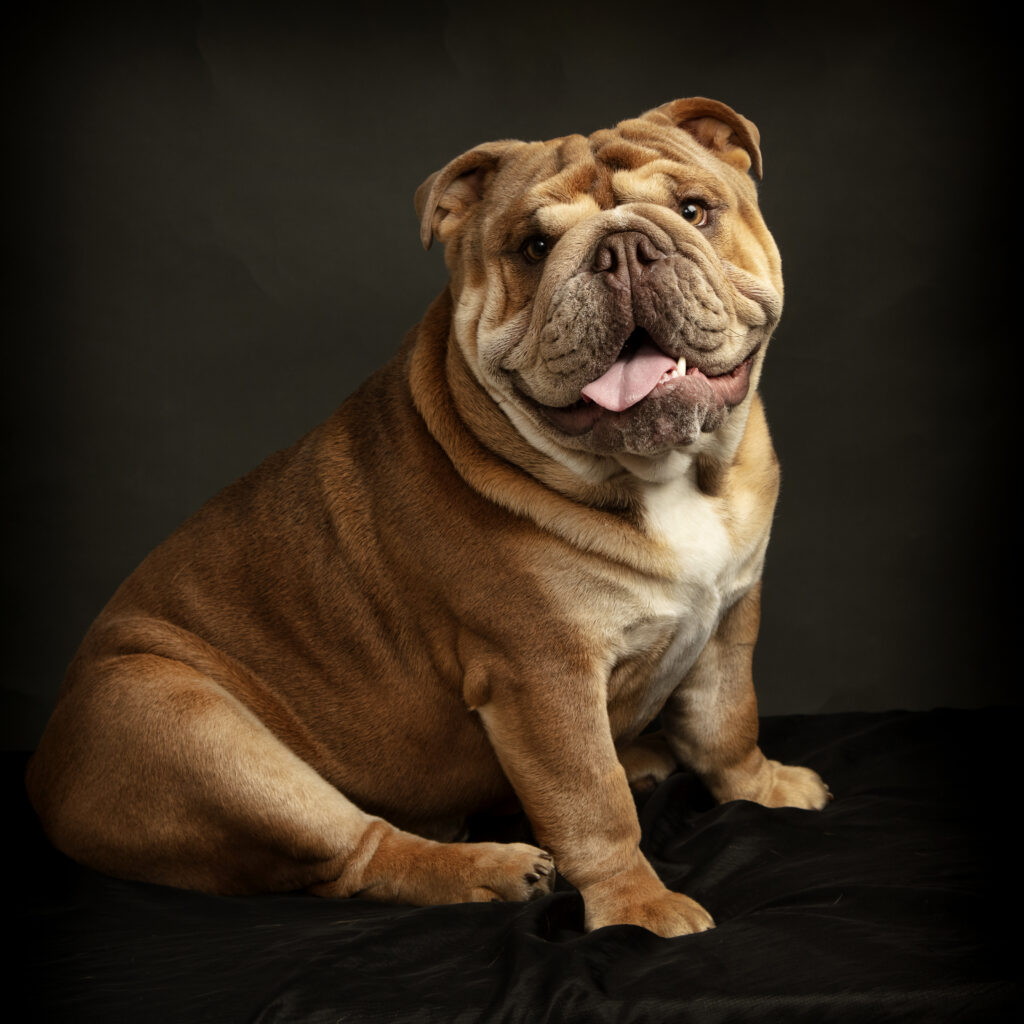 Dog and Family Photography Lutterworth