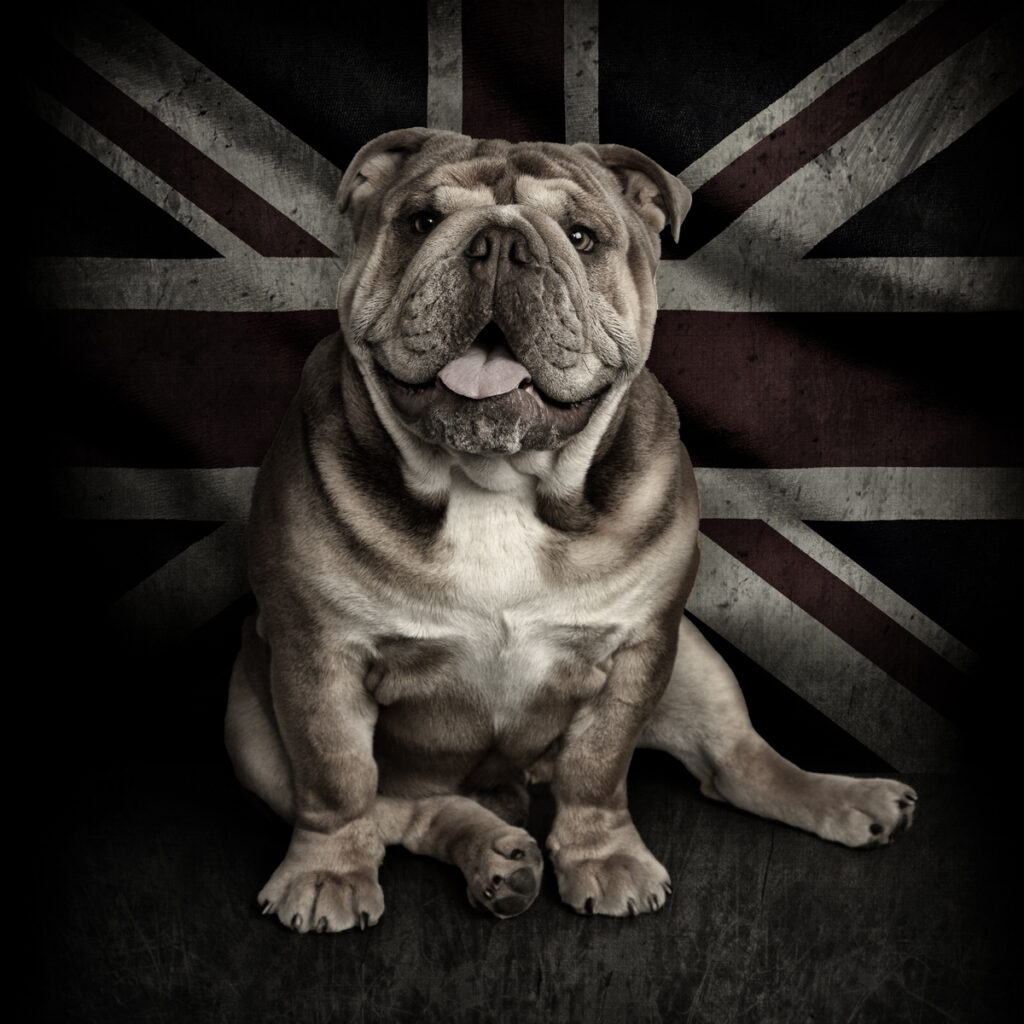english bulldog portrait Leicester