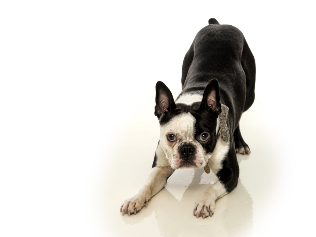 Smiling close‑up of a dog’s expression taken by a dog photographer in Leicester