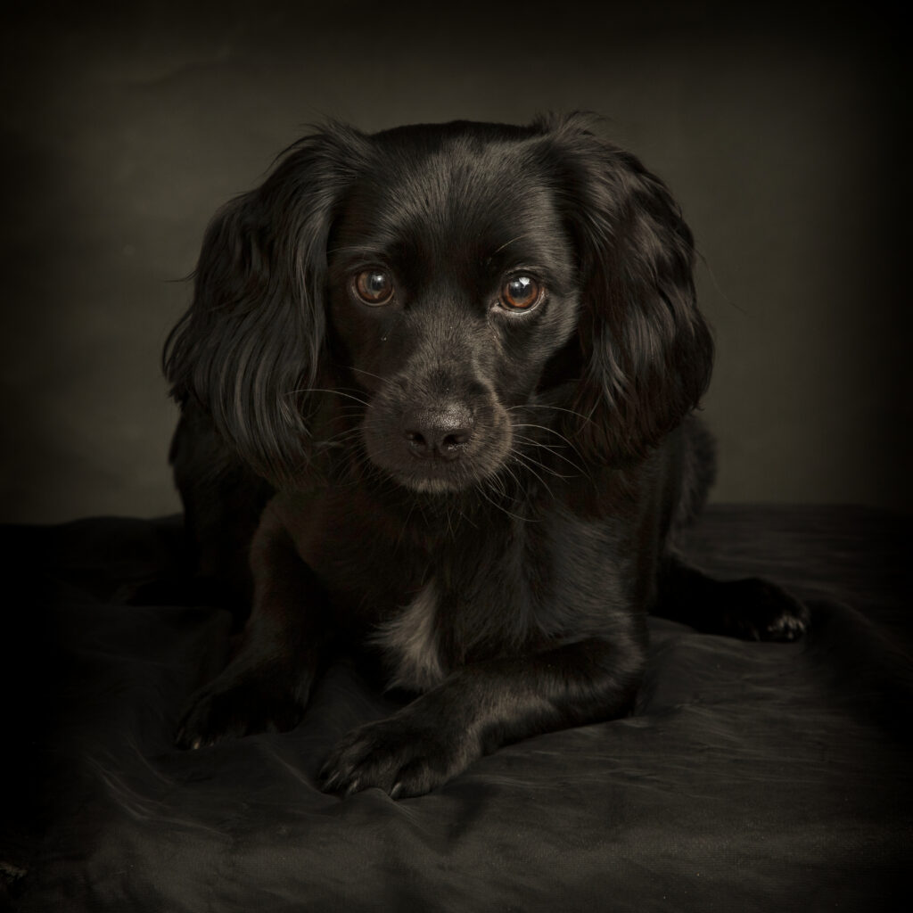 Dog Photographer Lutterworth