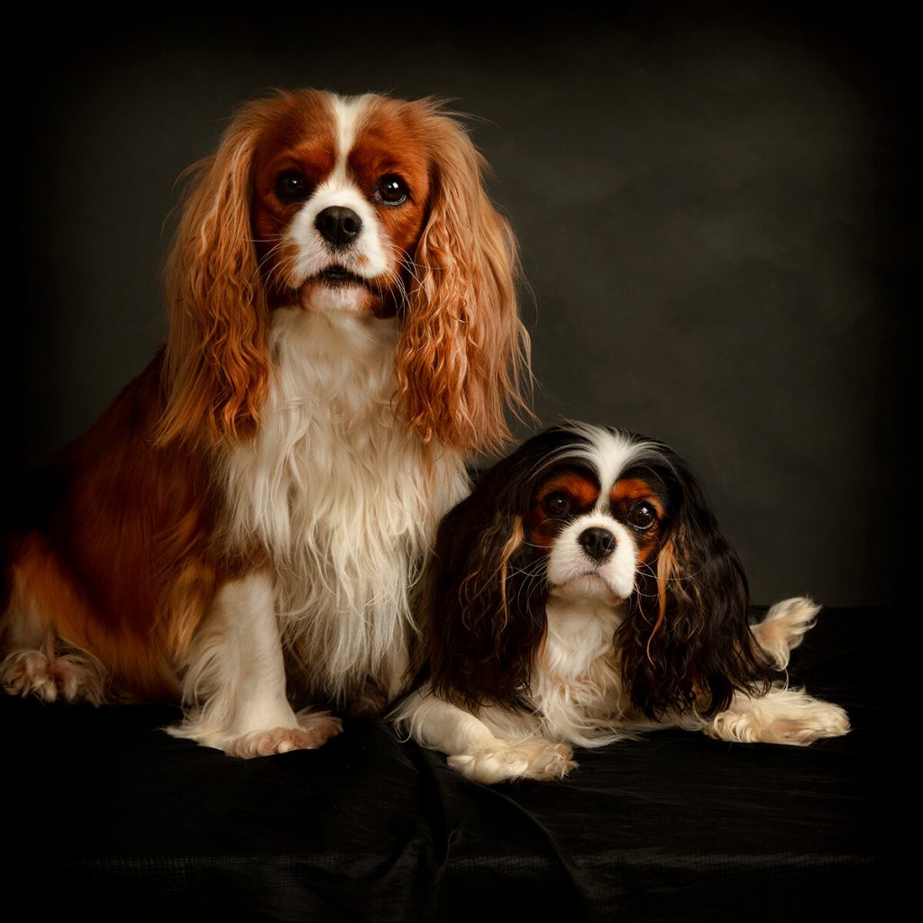 king charles spaniel photography Leicester