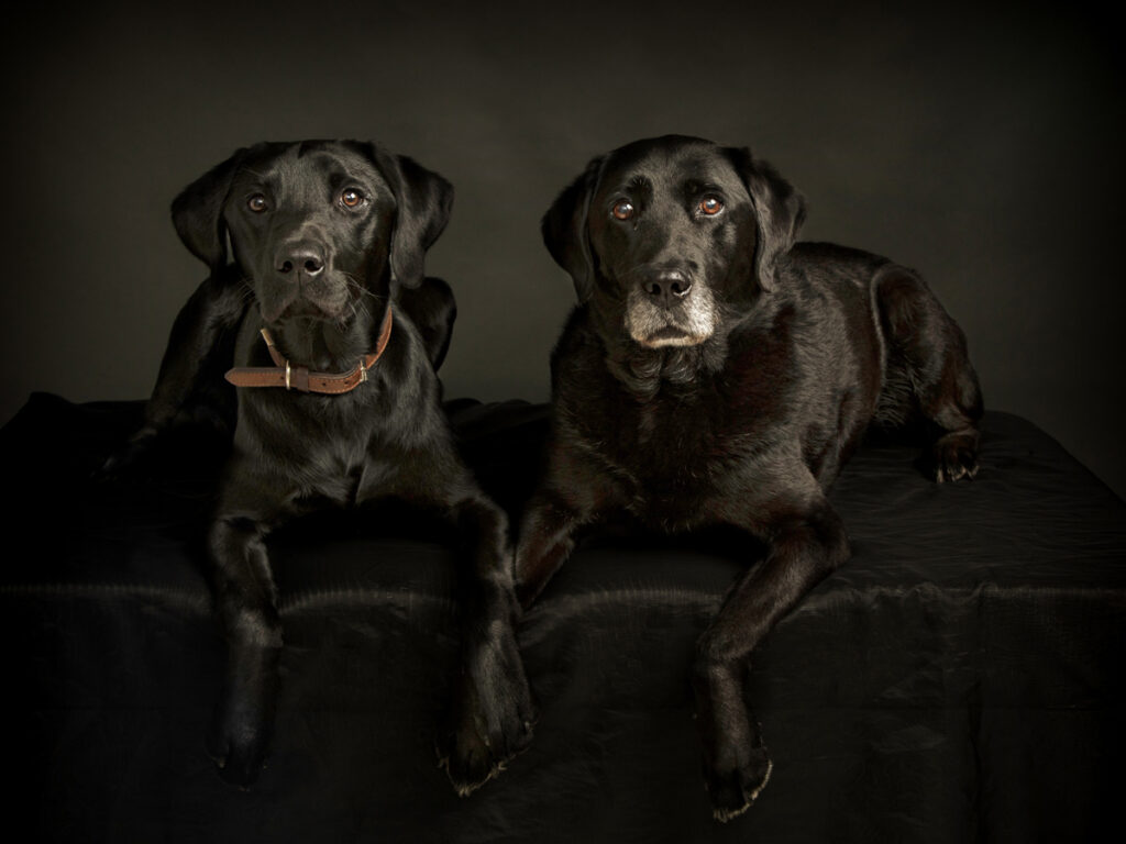 Black Labrador Dogs portrait photographer Leicester