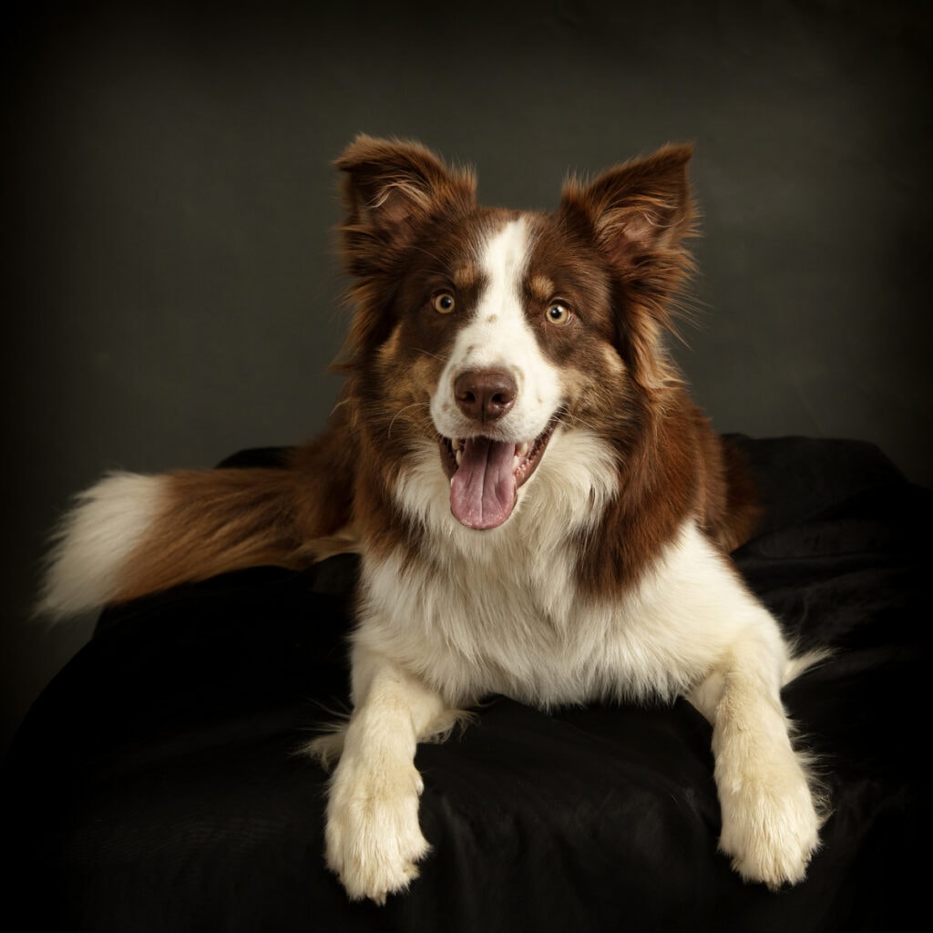 Border Collie dog photography Leicester
