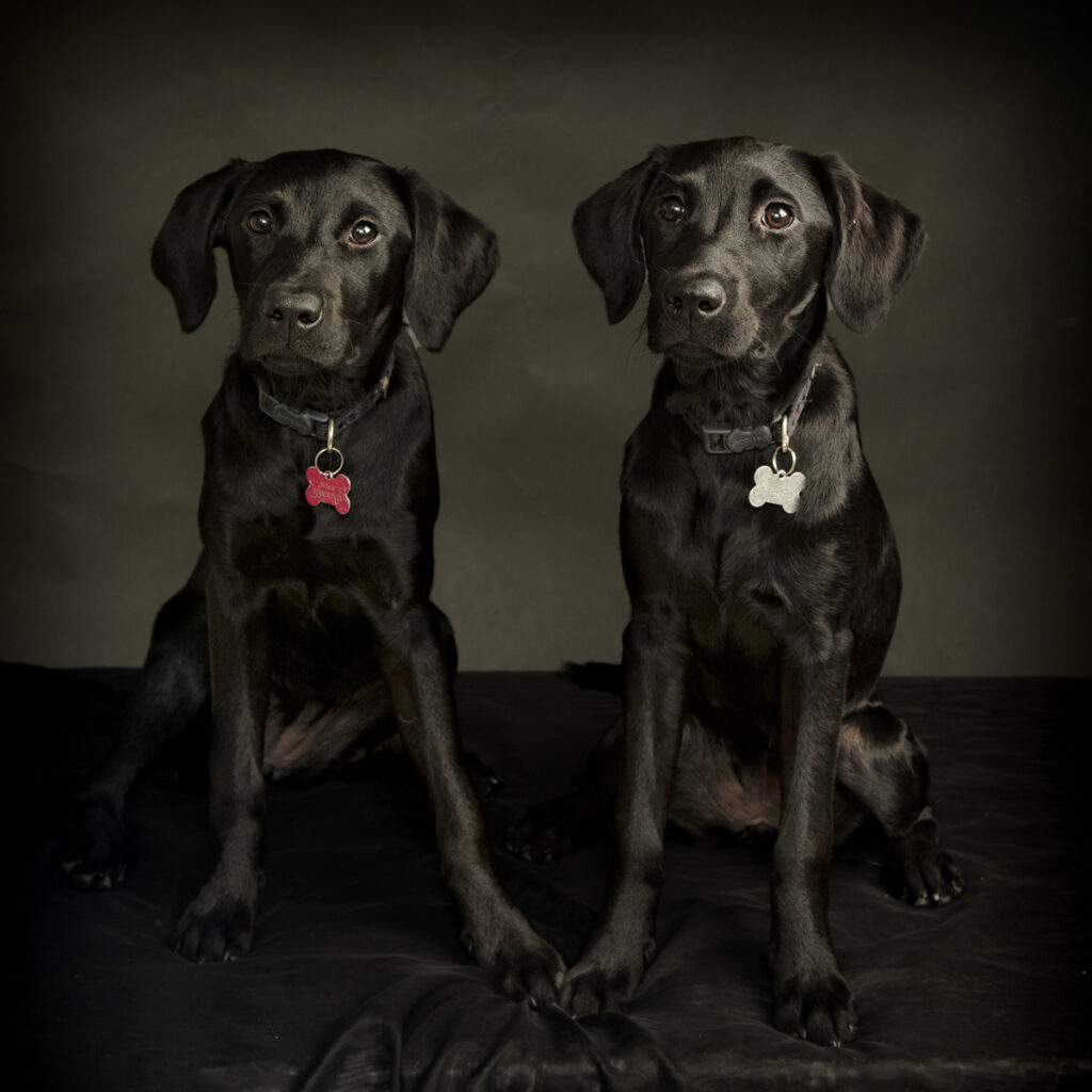 labrador dog photography Leicester Photographer