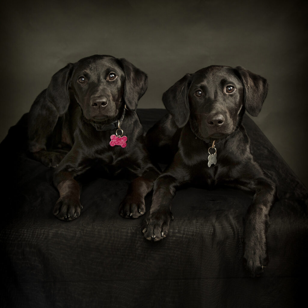 Black Labrador Dogs portraits Leicester