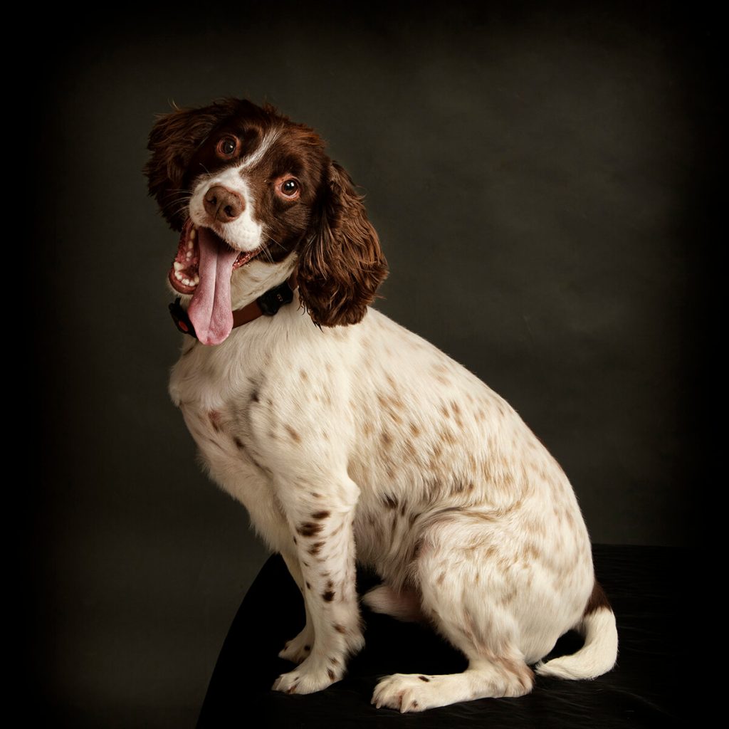 Springer Spaniel dog photographer Leicester